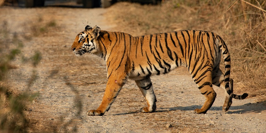Corbett national park Renowned wildlife sanctuary home to diverse flora and fauna.
