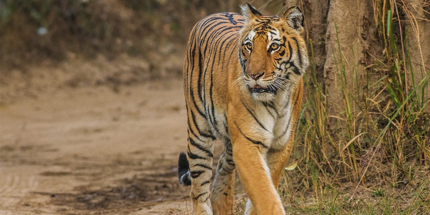 Places to visit in Uttarakhand feature the elephants roaming in the national park.