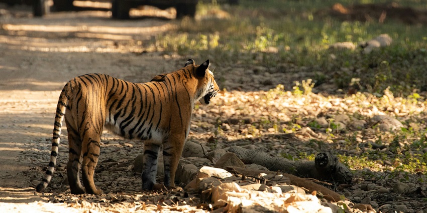 The Corbett Tiger Reserve is one of the best places for every traveller to explore