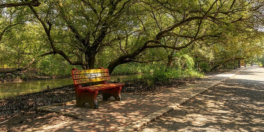 An image showing mangrove forests, one of the best tourist attractions in Yanam.