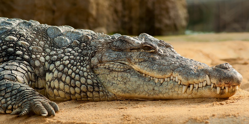 An image of the Crocodile Bank–a conservation centre, with various species on display.