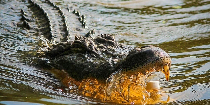 The Crocodile breeding centre is in Amo Chhu River in Phuentsholing, Bhutan.