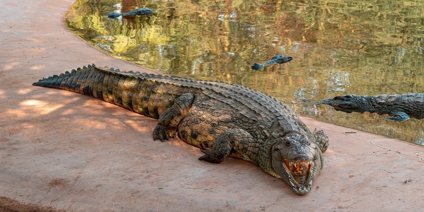 Crocodile Park in Bakkhali is a must-visit for all nature lovers and wildlife enthusiasts.