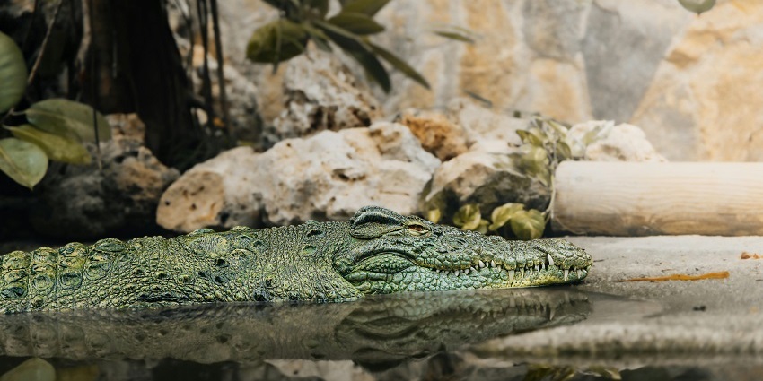 Crocodile at the temple pool in this city.