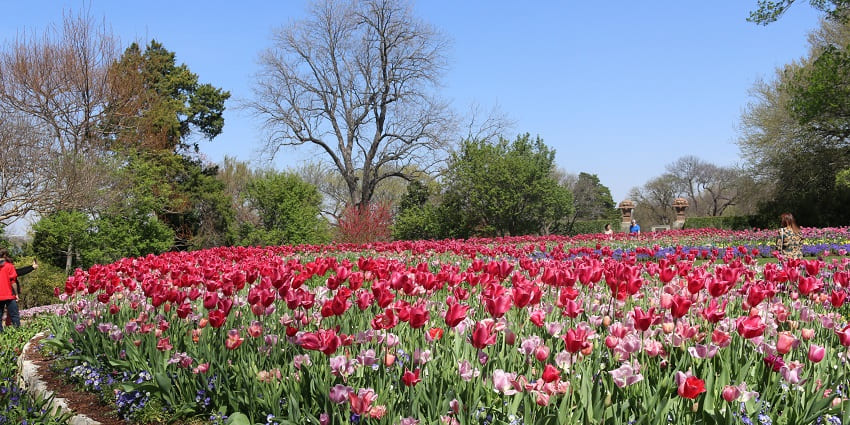 Dallas Arboretum and Botanical Garden with red and pink tulips surrounded by greenery