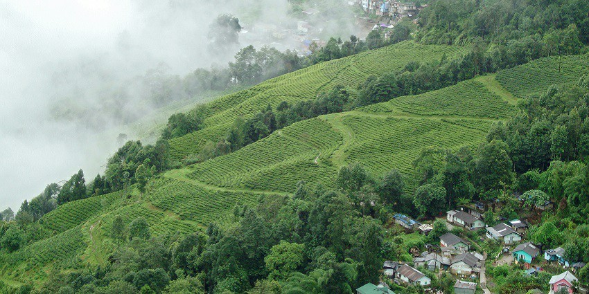 Beauty of Darjeeling’s tea plantations, a place to visit in West Bengal in December.
