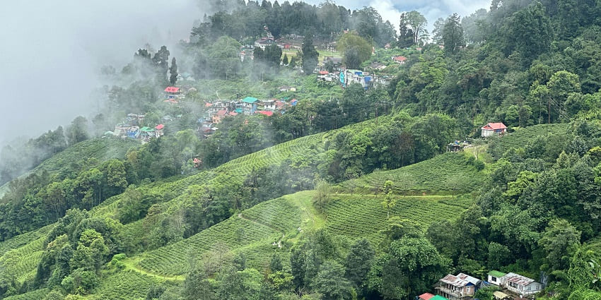 An image of tea plantations of Darjeeling, known for its peak tourism seasons.