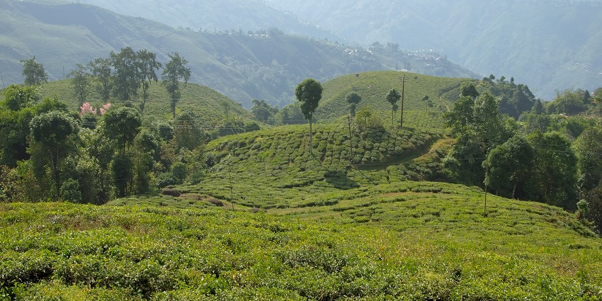 A glimpse of Darjeeling, a scenic gem among the top hill stations in West Bengal.