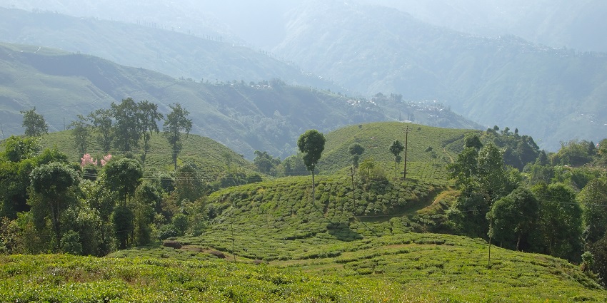 Famous for tea and mountain views, Darjeeling is a top place to visit near West Bengal.