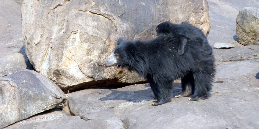 Daroji Bear Sanctuary features Indian Sloth Bears in their natural habitat.