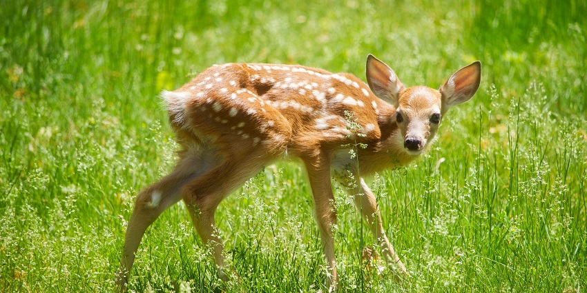 Experience nature with a visit to Deer Park, one of the places to visit in Mukutmanipur.
