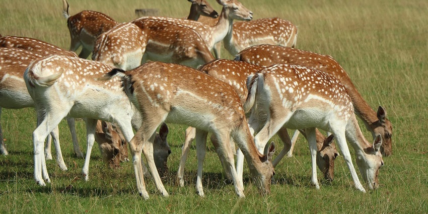 Deer spotted grazing grass at Deer Park, a scenic place to visit in Kurseong