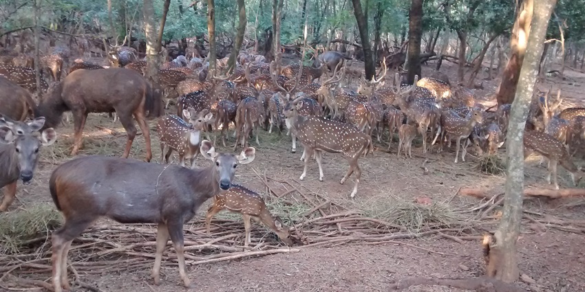 A glimpse into the lush beauty of Deer Park, one of the top places to visit near Rohtak.