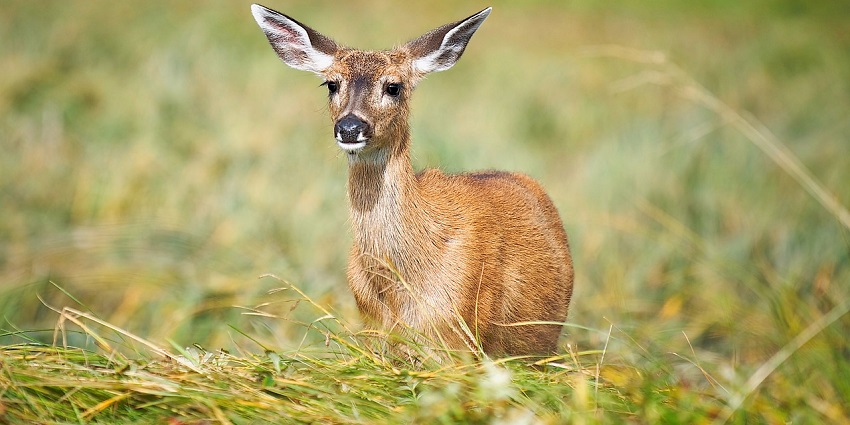 Fallow deer peacefully grazing in lush surroundings, a popular destination in Uttar Pradesh.