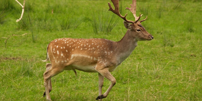 Inhale tranquil atmosphere and spot deer at Deer Park