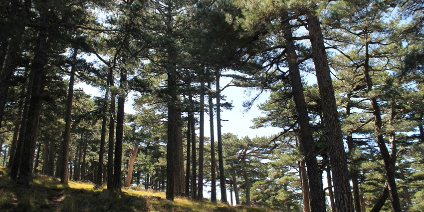 One of the best places to visit in Uttarakhand in November is Dehradun, the capital of Uttarakhand.