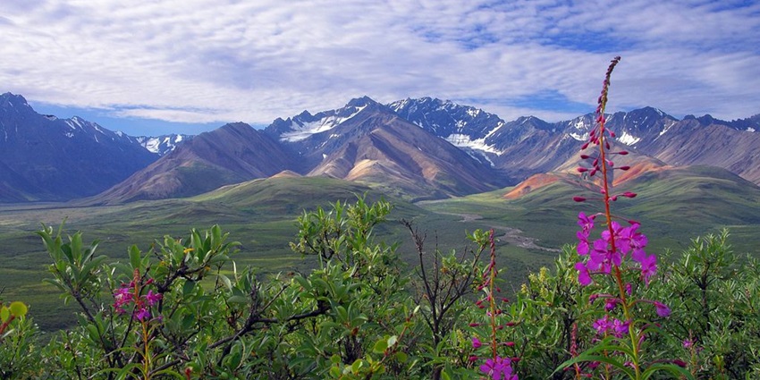 Mountains covered with grass and ice in the background of bushes with purple flowers.