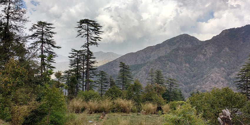 Scenic view of pine trees on the verdant hills of Dhanaulti