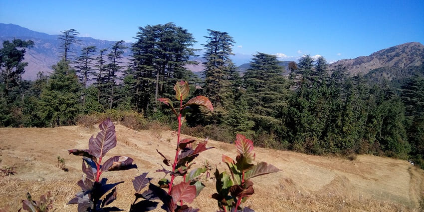 Enjoy nature and wildlife at Dhanaulti Eco Park during Dhanaulti trekking.