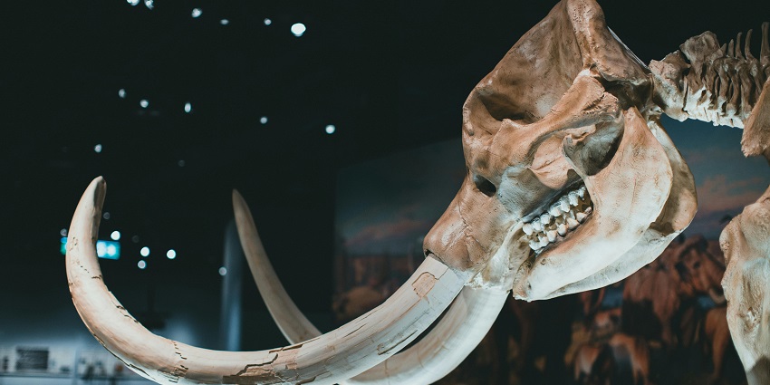 Image of animal heads on exhibition, similar to those displayed in the Dhangarhi Museum.