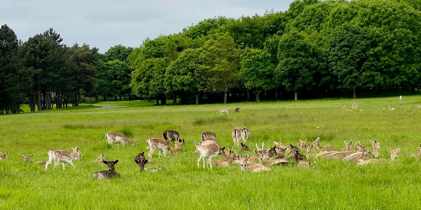 Spotting deer is another one of the exciting things to do in Mukutmanipur, West Bengal.