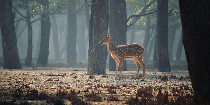 Discover wildlife in the Sundarbans, one of the exciting things to do in West Bengal.