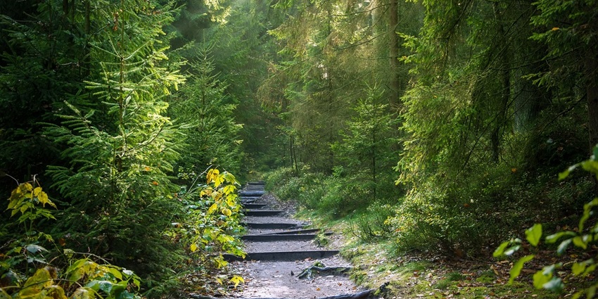 Nature trails of wildlife to experience the trekking adventure through the jungle.