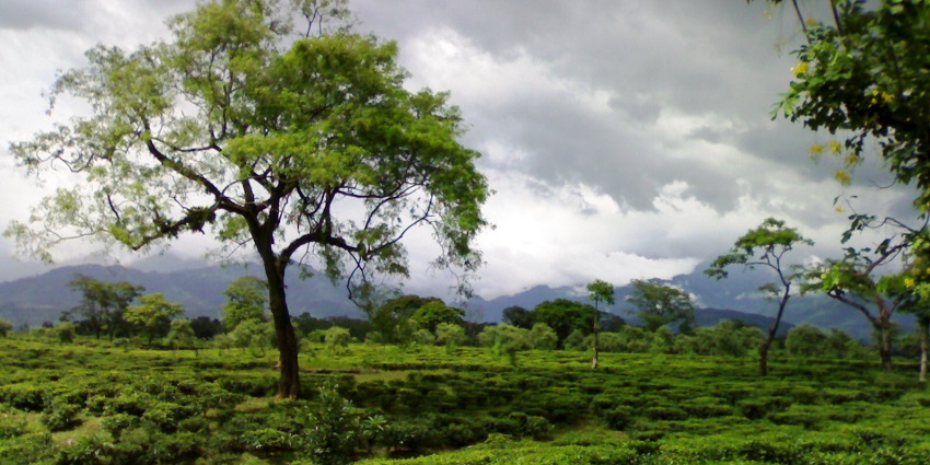 Explore the serene tea gardens of Dooars, a place to visit in West Bengal in June