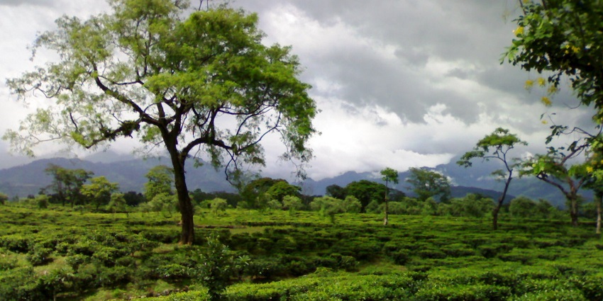 Visiting Dooars is one of the great things to do in Darjeeling on your trip