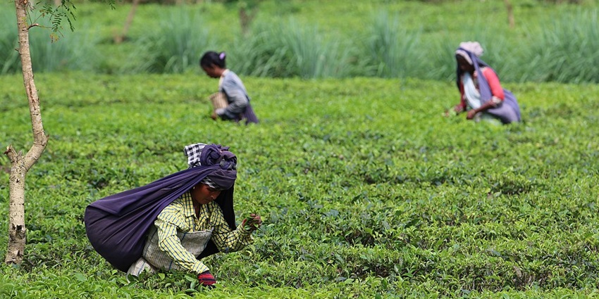 Exploring Tea Estates in Dooars, a strip of dense forest that is abundant in flora and fauna.