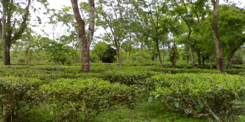 Tea gardens in Dooars, one of the best offbeat tourist places near Burdwan