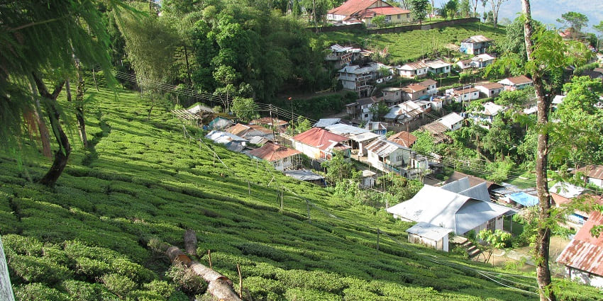 Tea garden at Dooars Valley amidst lush greenery and tall trees.