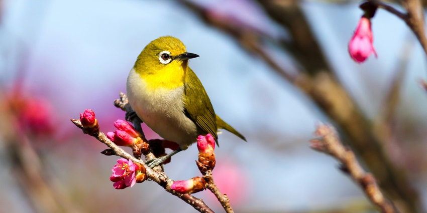 A bird at the Dr Salim Ali Bird Sanctuary, one of the top places to visit in Goa in April.