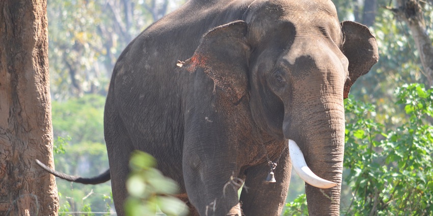 Tusker standing near water at Dubare Elephant Camp in Kodagu, Karnataka, India.