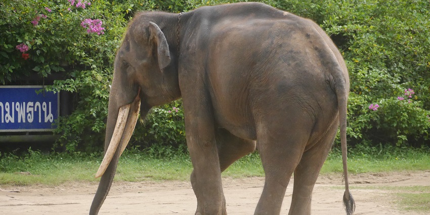 Elephant spotting at the Dubare Elephant Camp, one of the places to visit near Coorg.