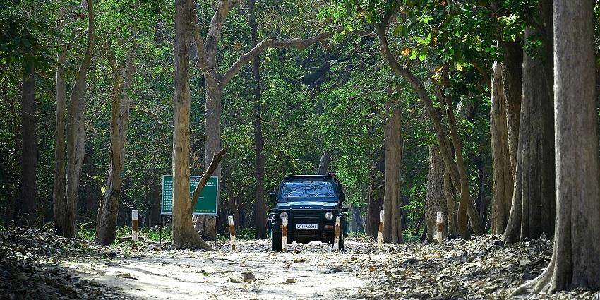 An image of the landscape view of the widespread grasslands of Dudhwa National Park.