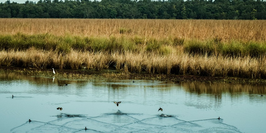 A small pond and birds in Dudhwa National Park, an ideal spot for wildlife lovers