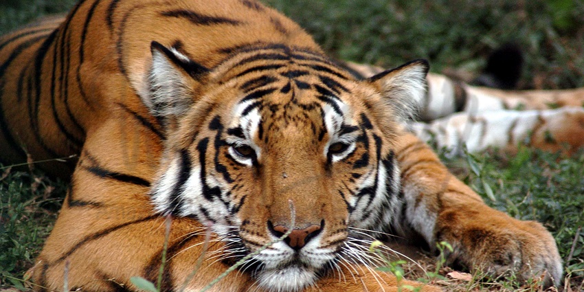 A dense forest scene in Dudhwa National Park, one of the popular wildlife sanctuaries near Lucknow