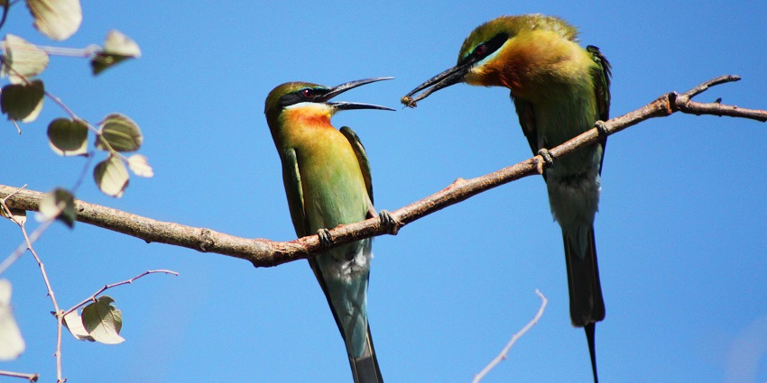 Lansdowne offers diverse bird species for nature enthusiasts.