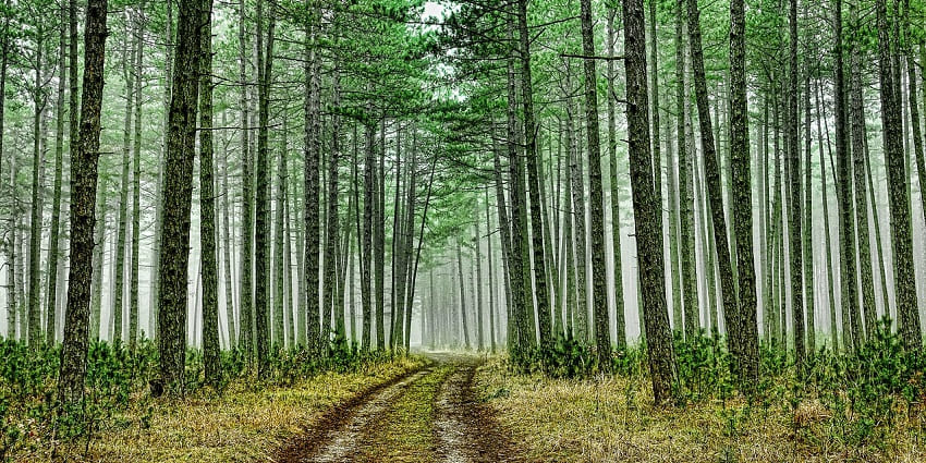 A scenic view of tall pine trees in the forest, showcasing the lush green landscapes.