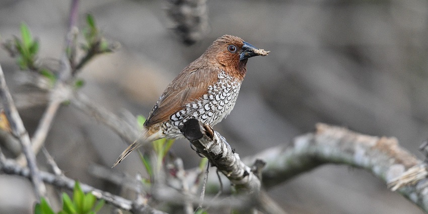 Birdwatching at its finest, don’t miss this serene thing to do in Pangot.