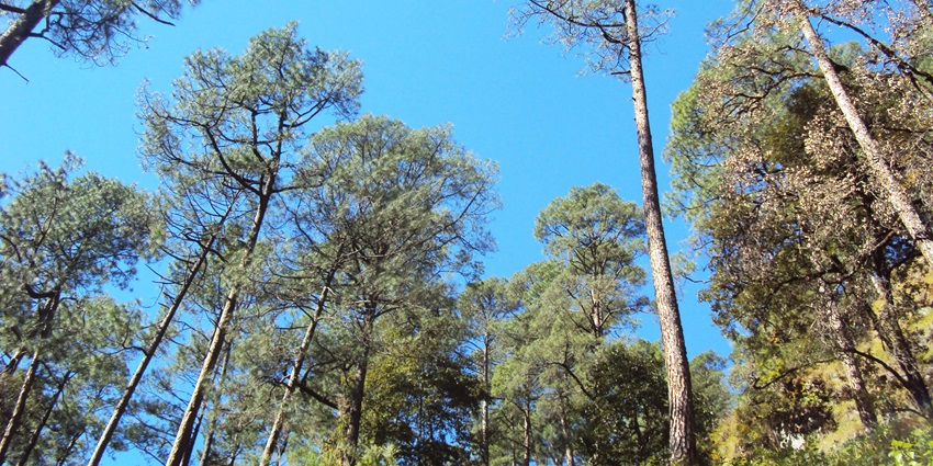 Eco park offering breathtaking views and peaceful ambience.