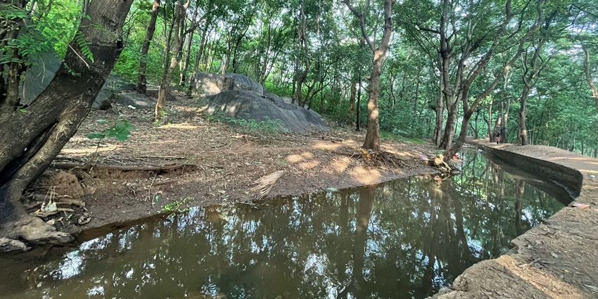 Lamahatta Eco Park is a serene spot surrounded by pine forests and well-kept gardens.