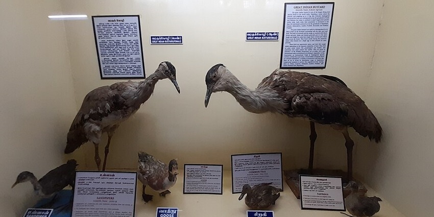 Exhibits displayed at Erode Government Museum, showcasing the local history.
