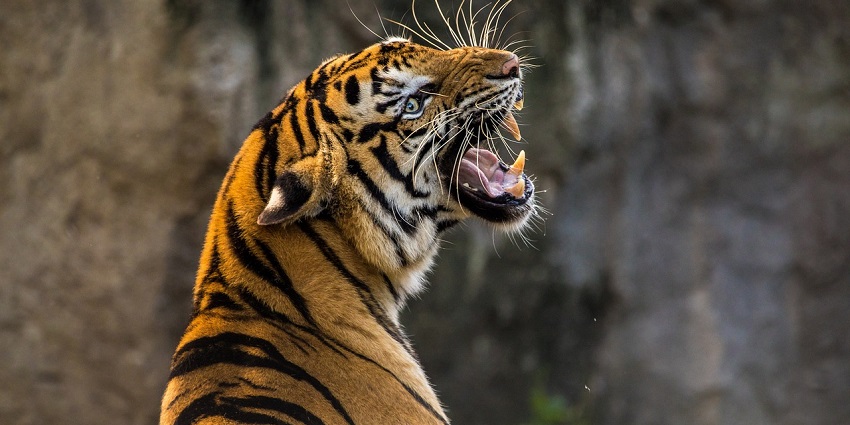Powerful tiger resting in the wild, representing the amazing zoos in Uttar Pradesh.