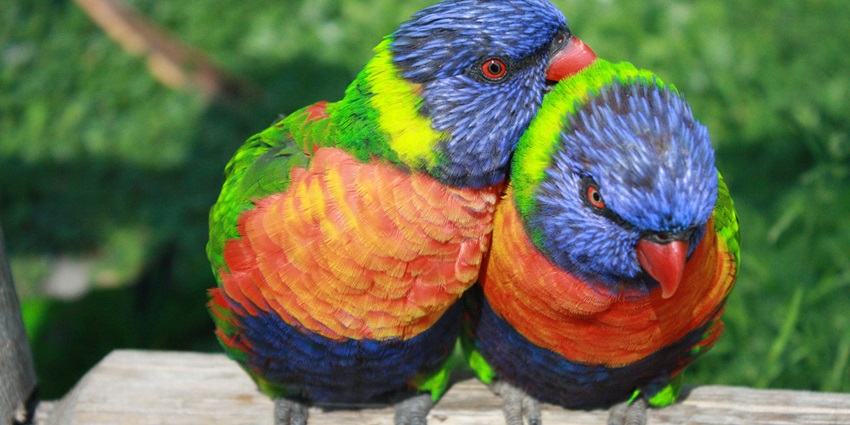 Image of two love birds in exotic bird park - one of the best places to visit in Mettupalayam