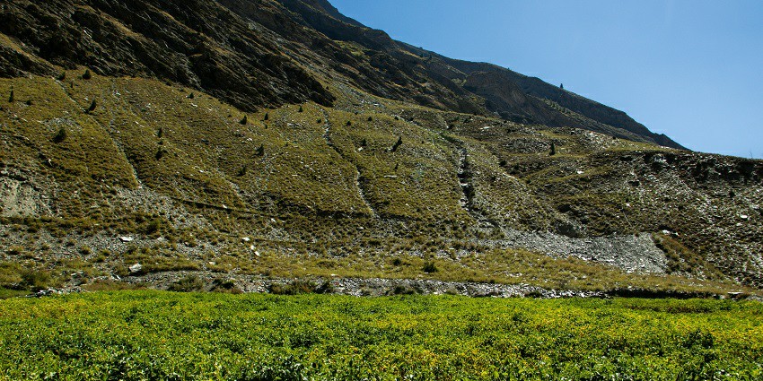 A view of lush green vegetation at potato farms surrounded by majestic mountains.