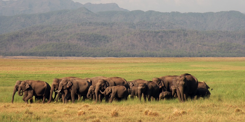 Observe majestic elephant herds up close on a visit to Dhikala.