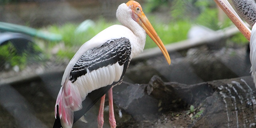 A lush green wildlife sanctuary in Chennai, home to deer, birds, and diverse flora, one of the best things to do in Chennai with friends.