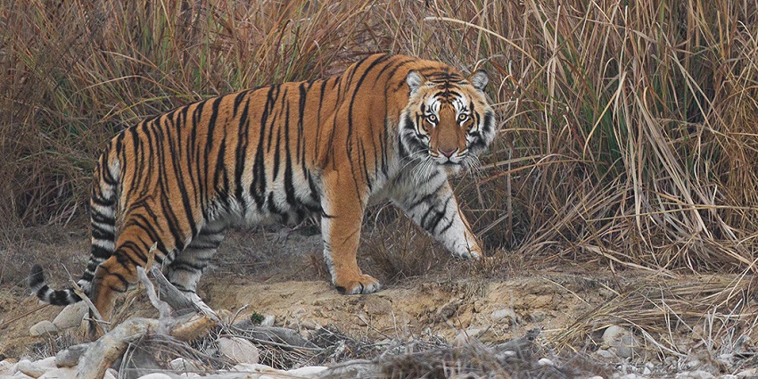 Explore landscapes of Jim Corbett National Park, one of the things to do in Ramnagar.